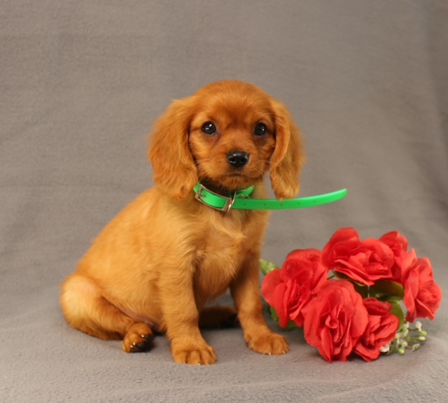 puppy, for, sale, Miniature Golden Retriever, Ivan J. Stoltzfus, dog, breeder, Dornsife, PA, dog-breeder, puppy-for-sale, forsale, nearby, find, puppyfind, locator, puppylocator, aca